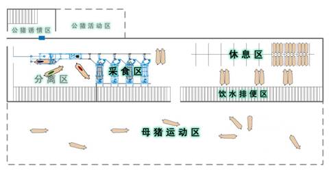 200头母猪大圈饲喂